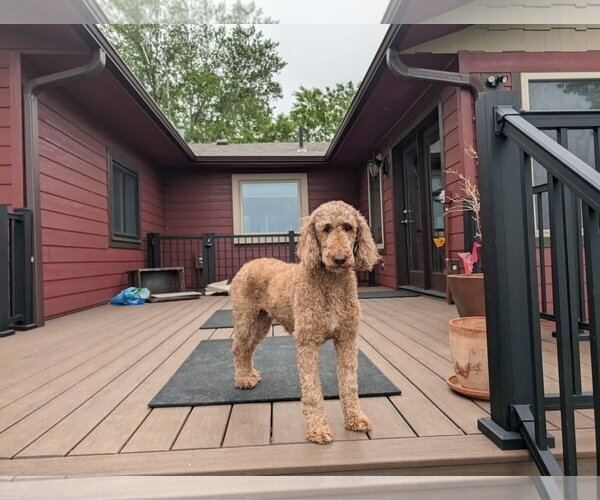 Medium Photo #2 Mutt Puppy For Sale in Sioux Falls, SD, USA