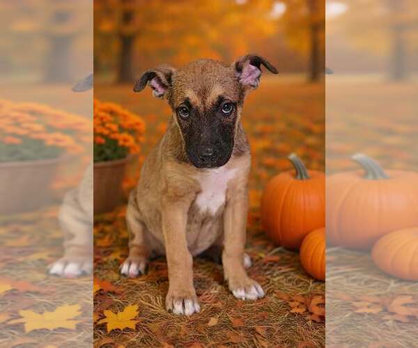 Medium Photo #3 American Pit Bull Terrier-Unknown Mix Puppy For Sale in Talladega, AL, USA
