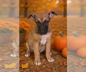 Sylvie 26/794 - Female American Pit Bull Terrier-Unknown Mix Dog for Adoption - Photo #3