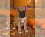 Small Photo #3 American Pit Bull Terrier-Unknown Mix Puppy For Sale in Talladega, AL, USA