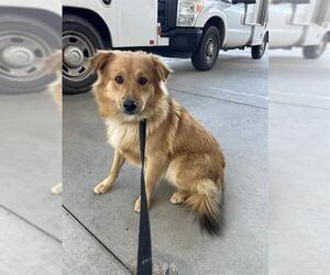 Australian Shepherd-Unknown Mix Dogs for adoption in Bakersfield, CA, USA