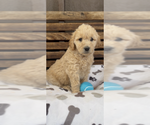 Small #25 Goldendoodle