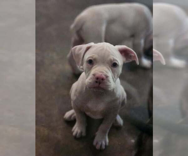 Medium Photo #3 Mutt Puppy For Sale in Candler, NC, USA