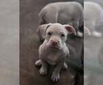 Small #2 Mutt