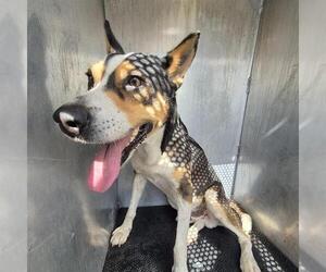 Mutt Dogs for adoption in San Antonio, TX, USA