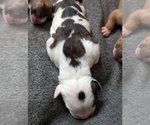 Puppy Twinkle Toes American Bully-Dogo Argentino Mix