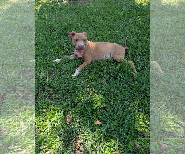 Medium Photo #4 Labrador Retriever-Unknown Mix Puppy For Sale in The Woodlands, TX, USA