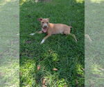 Small #3 Labrador Retriever Mix