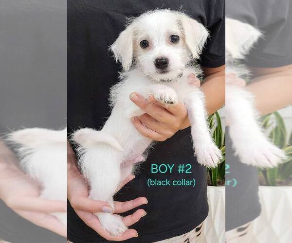 Medium Photo #3 Maltese-Maltipoo Mix Puppy For Sale in CAMPOBELLO, SC, USA