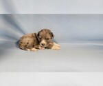 Small Photo #8 Bernedoodle (Miniature) Puppy For Sale in BLACK FOREST, CO, USA