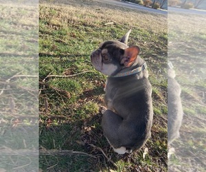 French Bulldog Puppy for sale in HICKORY, NC, USA