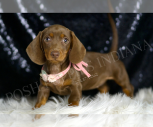 Dachshund Puppy for sale in WARSAW, IN, USA