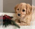 Small Photo #2 Cavapoo-Poodle (Miniature) Mix Puppy For Sale in MIDDLESEX, NY, USA