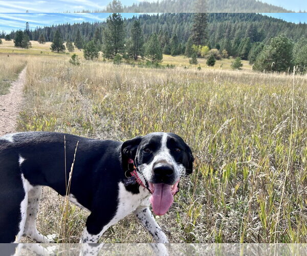 Medium Photo #3 Pointer-Unknown Mix Puppy For Sale in Polson, MT, USA