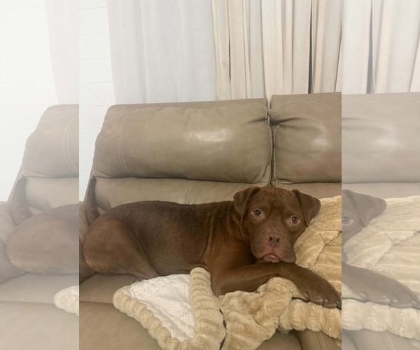 Medium Photo #4 American Pit Bull Terrier-Unknown Mix Puppy For Sale in Sandy, UT, USA