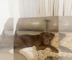 Small #3 American Pit Bull Terrier Mix