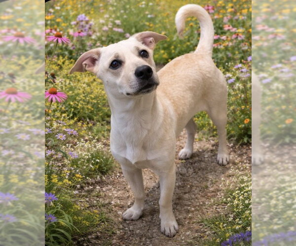 Medium Photo #1 Mutt Puppy For Sale in Raleigh, NC, USA