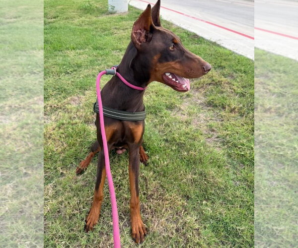 Medium Photo #2 Doberman Pinscher Puppy For Sale in Buffalo, MN, USA