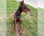 Small #1 Doberman Pinscher