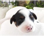 Puppy Puppy 3 Female Cavapoo