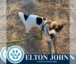 Small #1 Jack Russell Terrier Mix