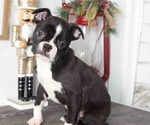 Small Boston Terrier