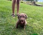 Small #3 Chesapeake Bay Retriever
