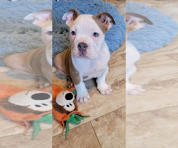 Medium Photo #1 Olde English Bulldogge Puppy For Sale in HORSEHEADS, NY, USA