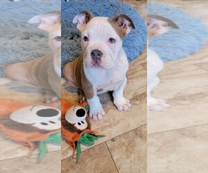 Olde English Bulldogge Puppy for sale in HORSEHEADS, NY, USA
