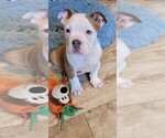 Small Photo #1 Olde English Bulldogge Puppy For Sale in HORSEHEADS, NY, USA
