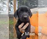 Small #1 Labrador Retriever