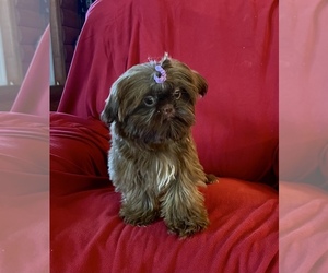 Shih Tzu Puppy for sale in GLASGOW, KY, USA