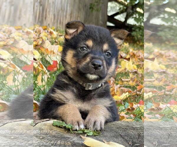Medium Photo #2 Mutt Puppy For Sale in Duluth, MN, USA