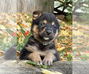 Edward - Male Mutt Dog for Adoption - Photo #2