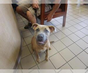 American Pit Bull Terrier-Unknown Mix Dogs for adoption in Ocala, FL, USA