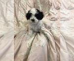 Small Photo #1 Poodle (Toy) Puppy For Sale in CROSS JNCT, VA, USA