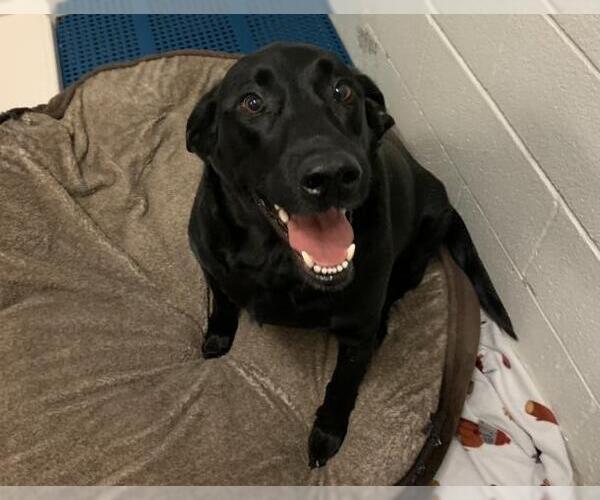 Medium Photo #1 Labrador Retriever-Unknown Mix Puppy For Sale in Olathe, KS, USA