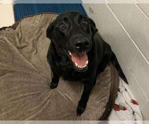 Labrador Retriever-Unknown Mix Dogs for adoption in Olathe, KS, USA