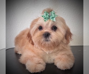 Shih Tzu Puppy for Sale in SPG VALLEY LK, California USA