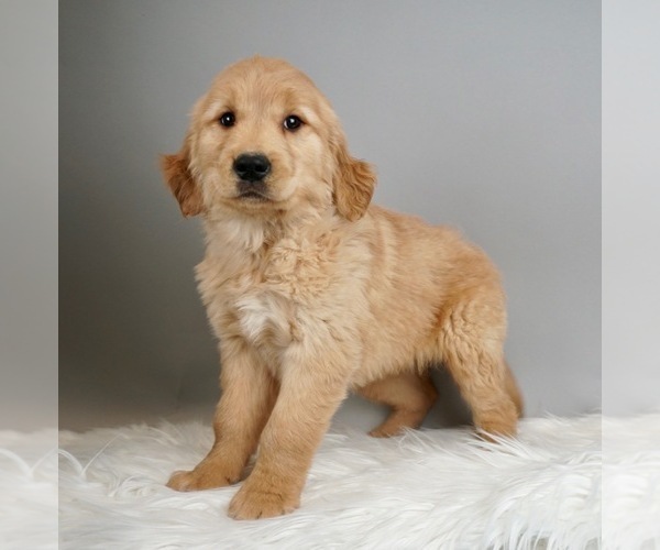 Medium Photo #3 Golden Retriever Puppy For Sale in WARSAW, IN, USA