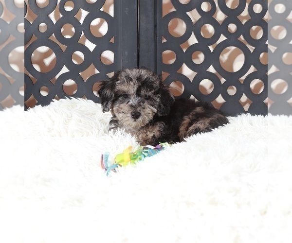 Medium Photo #4 Poochon Puppy For Sale in MOUNT VERNON, OH, USA