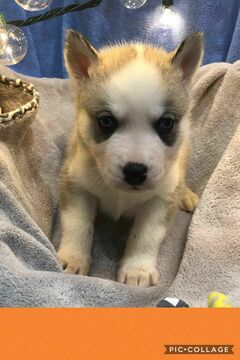 Medium Photo #4 Siberian Husky Puppy For Sale in TAYLORVILLE, IL, USA