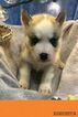 Small Photo #4 Siberian Husky Puppy For Sale in TAYLORVILLE, IL, USA