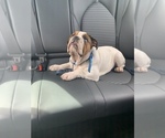 Small Photo #23 English Bulldog Puppy For Sale in FORT LAUDERDALE, FL, USA