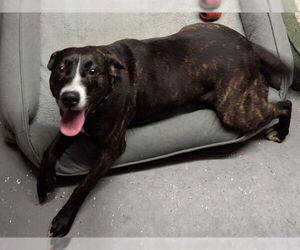 American Pit Bull Terrier-Unknown Mix Dogs for adoption in Ocala, FL, USA