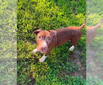 Small #1 Mutt