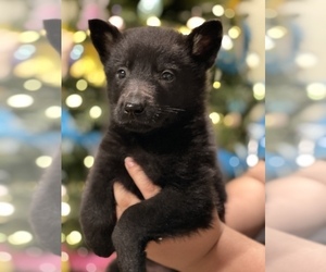German Shepherd Dog Puppy for sale in JEFFERSON, OR, USA