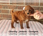 Small Cavapoo