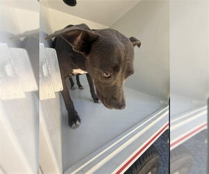 Mutt Dogs for adoption in Houston, TX, USA