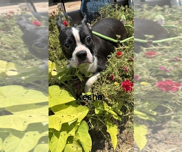 Medium Photo #1 Boston Terrier Puppy For Sale in FREDONIA, KS, USA